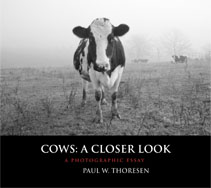 Cows: A Closer Look